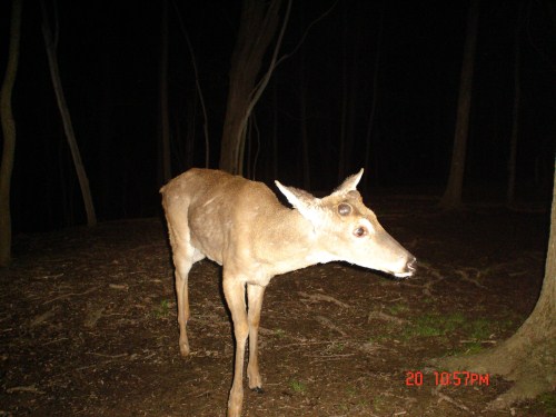 Whitetail Buck