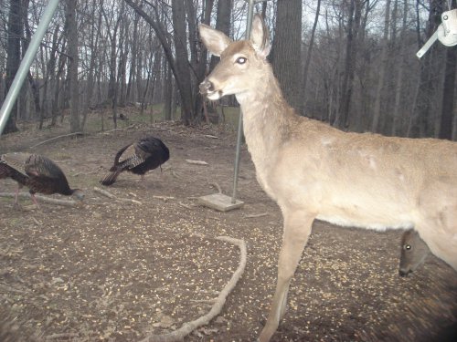 Curious deer