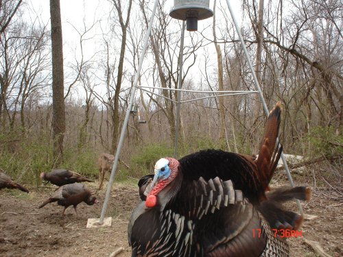 turkey gobbler