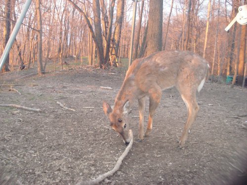 Whitetail buck