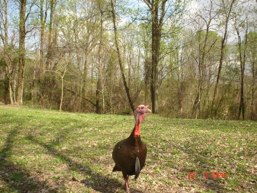 Turkey Gobbler