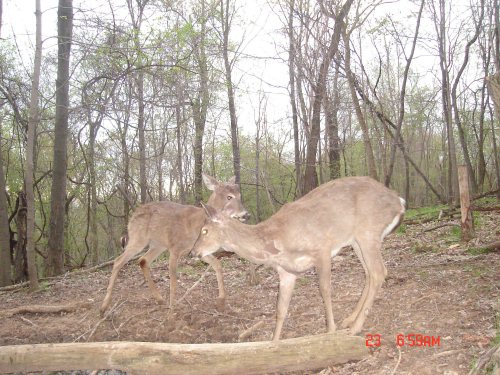 Two whitetail bucks