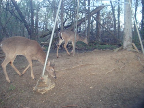 Whitetail Buck