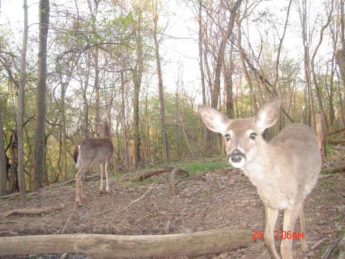 Whitetail Deer