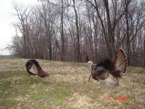 Turkey Gobbler