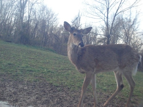 Mineral lick buck