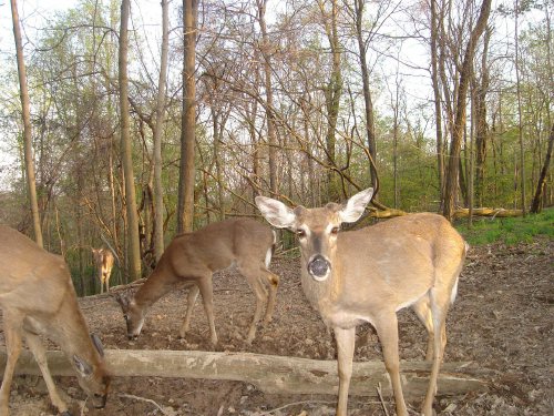 Three whitetail bucks