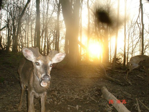 Whitetail Buck