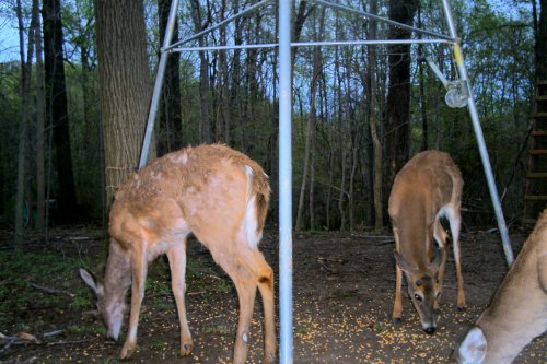 Buck growing antlers