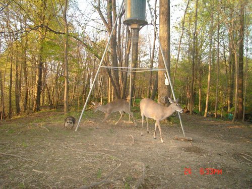 Deer chasing a raccoon