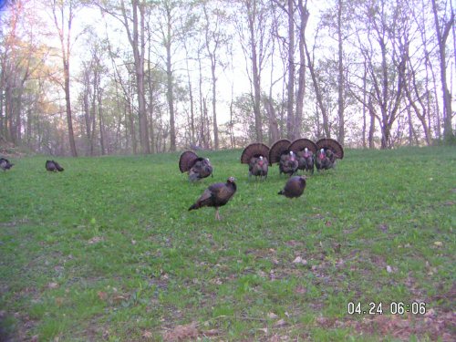 strutting gobblers