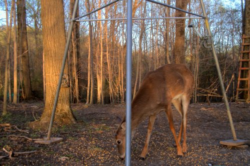 Whitetail buck