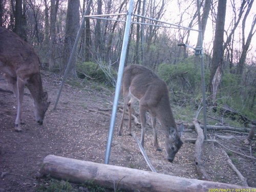 Bucks growing antlers