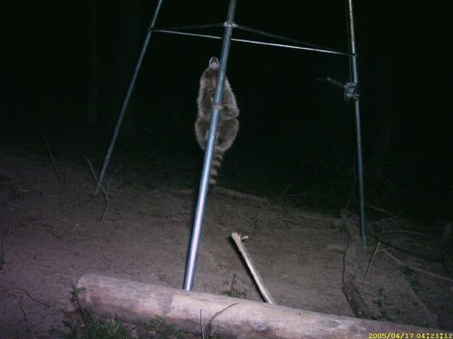 A climbing raccoon