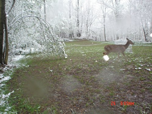 Deer in the snow