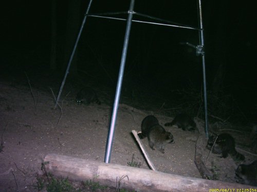 Six raccoons