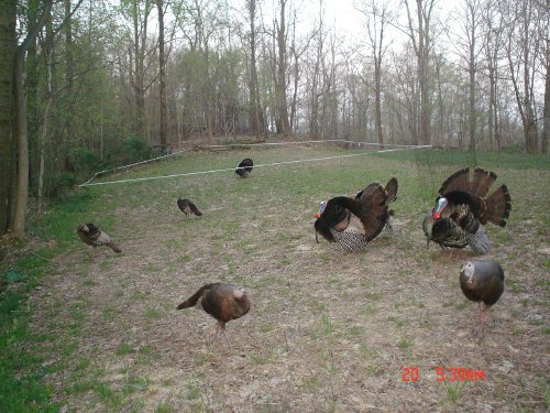 Strutting Gobblers