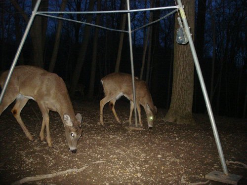 whitetail buck