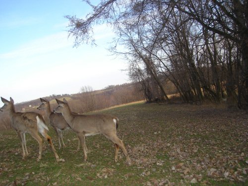 Curious whitetail deer