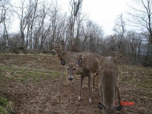 Deer with white feet