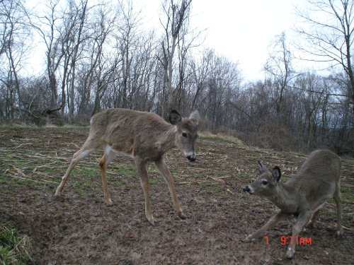 Playing deer