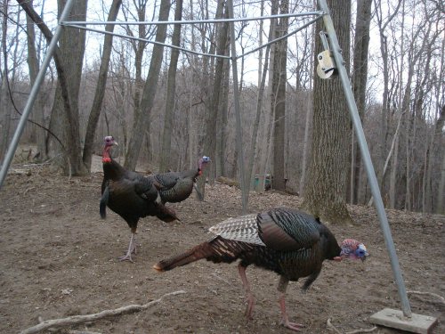 Turkey gobblers