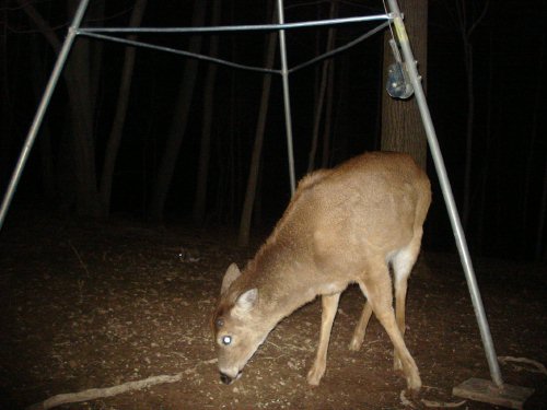 Whitetail buck