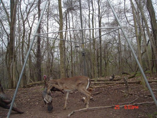 Deer kicking turkey