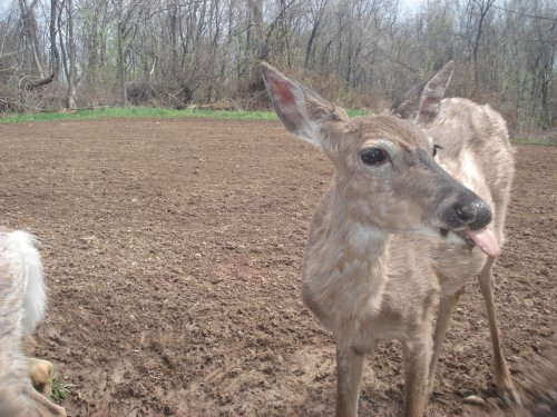 Licking whitetail deer