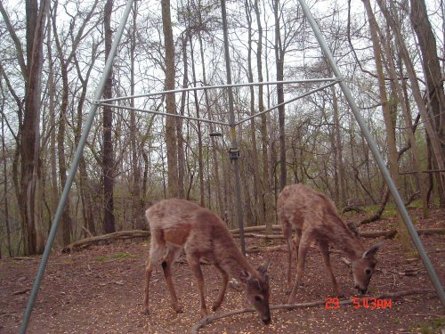 Two whitetail bucks