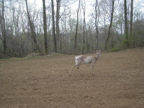 White deer