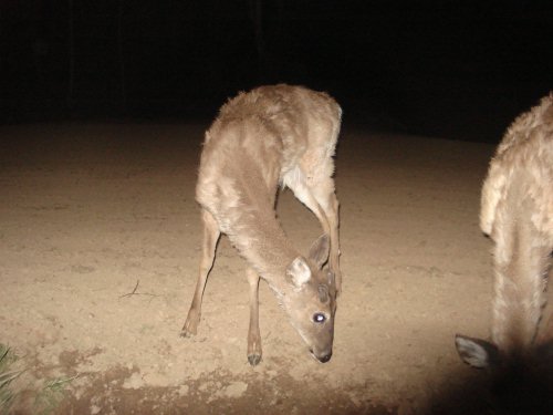 Whitetail Buck