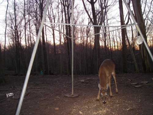 Whitetail Buck