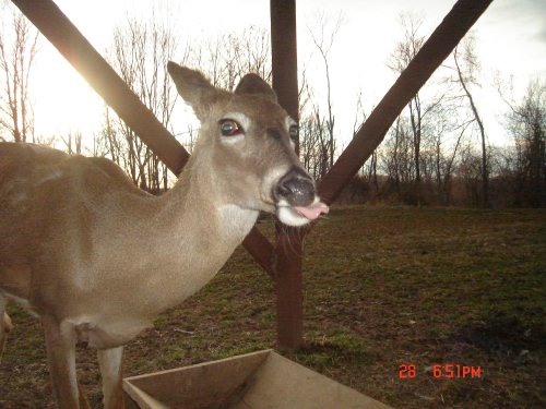 Whitetail Doe