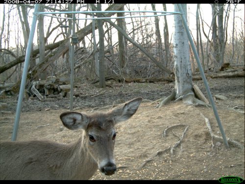 Curious Deer