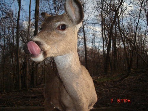 Camera Licking deer