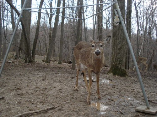 Older whitetail buck