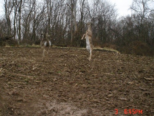 Deer standing up.