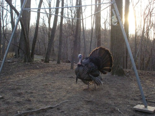 Sunrise gobbler