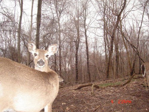 Whitetail doe