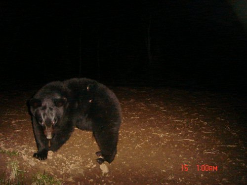 Mineral lick bear