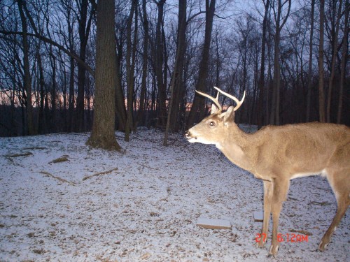 Five point buck