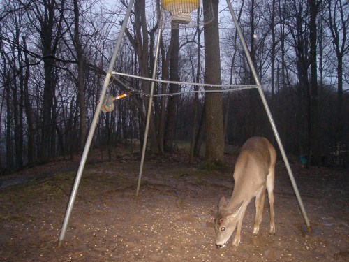 Shed antler buck