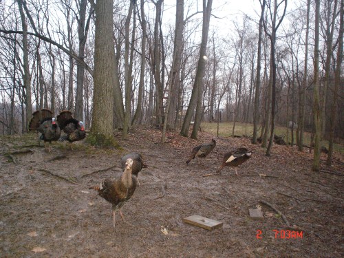 Turkey gobblers