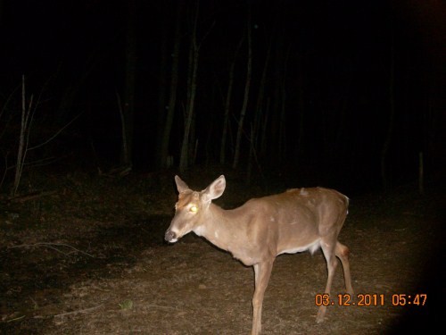 Young whitetail buck