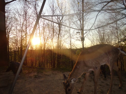 Evening buck picture