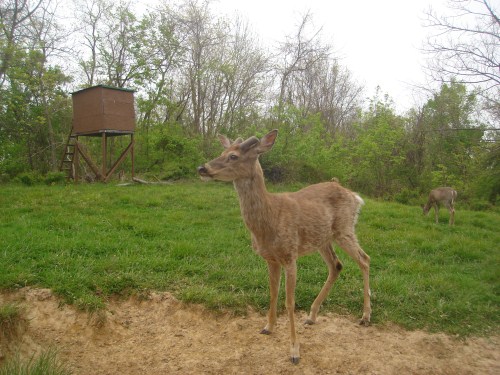 Mineral Lick Buck