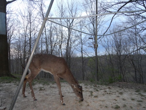 White foot buck