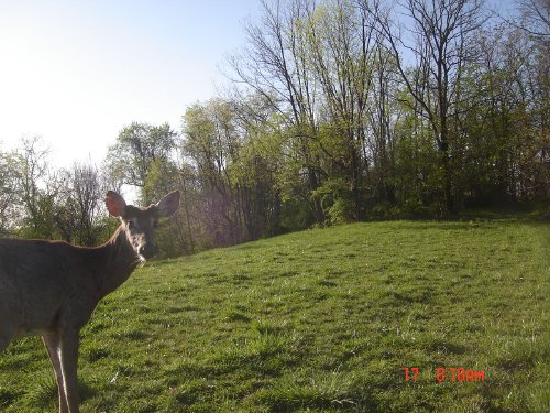 Buck at food plot