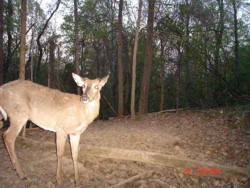 Buck at mineal lick